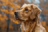 Portrait of attentive Golden Retriever dog with soft fur against blurred autumn background, noble profile view showing loyal and gentle expression in natural setting.