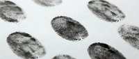 Fingerprints on white background, forensic evidence for criminal investigation, law enforcement, security, and identification purposes.