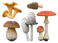 Golden chanterelle mushrooms with funnel-shaped caps and ridged undersides, morel with honeycomb texture, brown porcini with rounded cap, white-spotted red fly agaric mushrooms in various sizes, and pale parasol mushroom isolated on white background for educational, culinary, and design purposes.