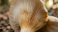 Close-up of fresh oyster mushroom gills showing detailed texture and natural patterns. Edible fungi specimen with delicate ridged underside structure.