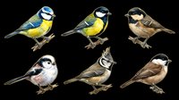 Six colorful garden birds illustrated in detailed style, isolated on transparent background. Great for clipart, stickers, t-shirt design, print on demand, and sublimation projects.
