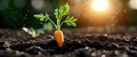 Young carrot growing in fertile soil with green leaves sprouting, illuminated by warm sunlight. Natural organic farming concept showing plant growth and cultivation.
