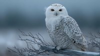 Majestic snowy owl perched on wooden fence with barbed wire against moody sky background, showcasing white plumage with dark markings and piercing yellow eyes.