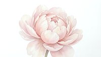 Soft pink peony flower in watercolor style isolated on white background for wedding invitations, greeting cards and romantic design projects.