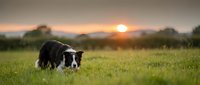 Border collie dog grazing in green meadow during golden hour sunset with mountains in background. Rural countryside scene for pet care advertising.