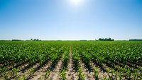Rows of young corn plants growing in fertile agricultural field under clear blue sky, suitable for farming, agriculture, and rural business concepts.