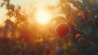Fresh ripe red apples on tree branch at golden sunset with sun flare and bokeh effect creating dreamy autumn harvest atmosphere in orchard garden.