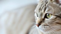 Close-up portrait of adorable tabby cat with striking green eyes and striped fur pattern looking sideways in soft natural light for pet care content.