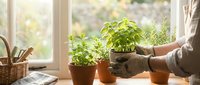 Woman gardening with fresh herbs in terracotta pots on sunny windowsill, tending to basil and green plants indoors for sustainable home growing lifestyle.