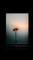 Single orange chrysanthemum in glass vase silhouetted against window at sunset, creating minimalist mood with soft gradient background and dark frame.