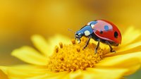 Red ladybug with black spots walking on bright yellow daisy flower petals in macro photography, showing detailed insect features against blurred golden background.