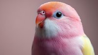 Adorable peach-faced lovebird with vibrant pink and orange plumage, soft pastel colors perfect for pet care, bird lover content and wildlife photography.