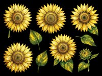 Sunflower clipart set with blooms, leaves, and bud, isolated on transparent background. Great for stickers, t-shirt design, print on demand, and sublimation.