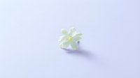 Single white lily flower on soft purple background with gentle shadow and minimalist composition for spa wellness meditation and floral design projects.
