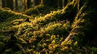 Sunlit moss covering fallen tree trunk in enchanted forest with golden light filtering through creating magical woodland atmosphere for nature backgrounds.