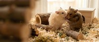Fluffy guinea pigs exploring wooden hideaway in bedding material, suitable for pet care, animal behavior, and educational content about rodent housing.