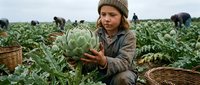 Young female farm worker harvesting fresh cabbage in agricultural field with wicker baskets during seasonal vegetable collection for organic produce market.
