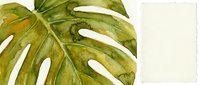 Watercolor monstera leaf with natural green tones and organic texture on white background, botanical illustration for tropical decor and nature-inspired designs.