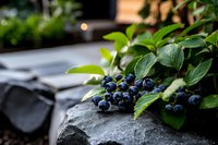 Fresh blueberries with green leaves on stone surface in natural outdoor setting for healthy eating and organic food concepts.