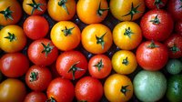 Fresh red, yellow and green cherry tomatoes with water drops, arranged in rows showing vibrant colors and natural stems, macro food photography.