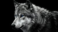 Majestic gray wolf portrait in black and white showing detailed fur texture and piercing eyes against dark background for wildlife photography projects.