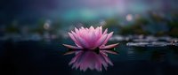 Pink lotus flower blooming on calm water surface with soft reflection and dreamy bokeh background for meditation and wellness concepts.