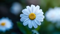 White daisy flower with yellow center in soft focus against dark green background, macro photography showing delicate petals in natural garden setting.