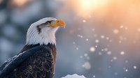 Majestic bald eagle profile against soft bokeh background with golden light, symbolizing freedom and American wildlife.