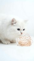 Fluffy white cat with blue eyes playing with tangled copper wire toy on white background, isolated for pet care and animal behavior content.