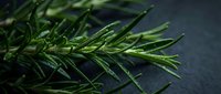 Fresh rosemary sprigs with water droplets on dark slate surface, ideal for culinary, food styling, and herb-related projects.
