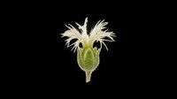 Delicate wildflower with pale cream petals and feathery stamens, isolated on transparent background. Ready for clipart, t-shirt designs, stickers, sublimation, and print-on-demand projects.