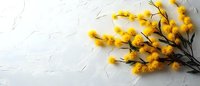 Yellow mimosa branches with fluffy flowers on light textured background with copy space, spring floral arrangement for seasonal design and decoration.