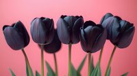 Dark tulips with green stems arranged in a row against pink background, suitable for spring floral designs, greeting cards, and botanical artwork.