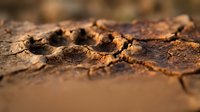 Cracked dry earth surface showing drought conditions with deep fissures and parched soil texture in warm brown tones.