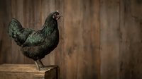 Dark green rooster with iridescent plumage standing on wooden perch against rustic barn wood background, suitable for farm and poultry themes.