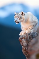 Majestic snow leopard perched on rocky cliff edge against blurred mountain backdrop, showcasing powerful feline grace and natural hunting posture in winter habitat.