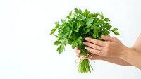 Unidentified person holding fresh green parsley bunch with stems tied together against white background, isolated for culinary and cooking design use.