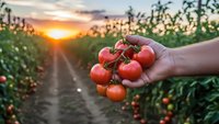 Hand holding fresh ripe red tomatoes on vine in agricultural field during golden sunset. Organic farming harvest concept for healthy food production.
