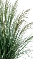 Ornamental grass with feathery plumes isolated on white background for landscaping and garden design projects.