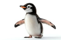 Baby penguin with fluffy black and white feathers standing with outstretched wings on white background, isolated for wildlife and conservation projects.