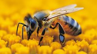 Honeybee collecting nectar from bright yellow flower petals, showcasing pollination process and natural ecosystem interaction for environmental content.