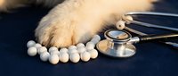 Cat paw with stethoscope and white pills on dark surface for veterinary medicine and pet healthcare concepts.