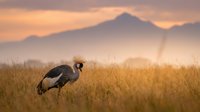 Grey crowned crane standing in golden grassland at sunset with misty mountains in background creating serene African wildlife landscape scene.