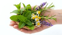 Fresh aromatic herbs bundle with mint, lavender, chamomile and rosemary in cupped hands isolated on white background for natural medicine and cooking.