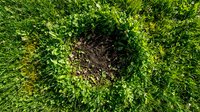 Circular bare soil patch surrounded by lush green grass viewed from above, showing natural lawn damage or growth pattern in residential yard.