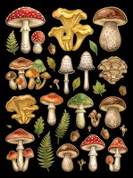 Mushroom and toadstool collection with various species, ferns, and botanical elements isolated on transparent background. Ready for clipart, t-shirt design, stickers, print-on-demand, and sublimation projects.