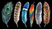 Colorful bird feathers set isolated on transparent background, ready for t-shirt design, stickers, clipart, sublimation, and print on demand projects.