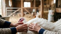 Young lamb with soft white fleece being held and petted by two farmers in rustic barn setting, depicting animal care and agricultural livestock management.