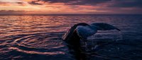 Majestic whale tail breaching ocean surface during golden sunset with dramatic purple and orange sky reflecting on calm waters creating peaceful marine wildlife scene.