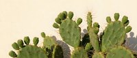 Prickly pear cactus plants with green paddles and spines against a neutral beige background, suitable for botanical, desert, and nature design projects.